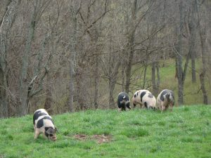 Heritage Pigs on the Hils farm